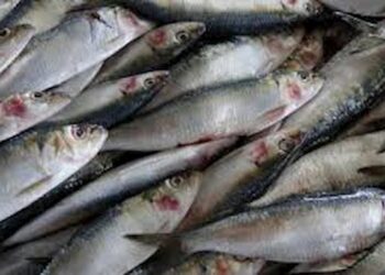 Secretaria de Pesca desenvolve sistema de monitoramento da sardinha-verdadeira