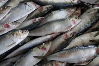 Estado do Paraná amplia liderança como maior produtor de peixes de cultivo do Brasil