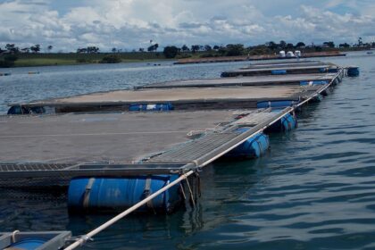 Decreto desburocratiza criação de peixes em águas da União