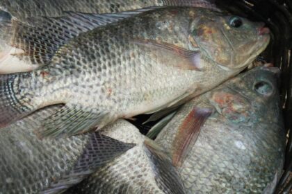 O frio intenso atinge os peixes? Confira: