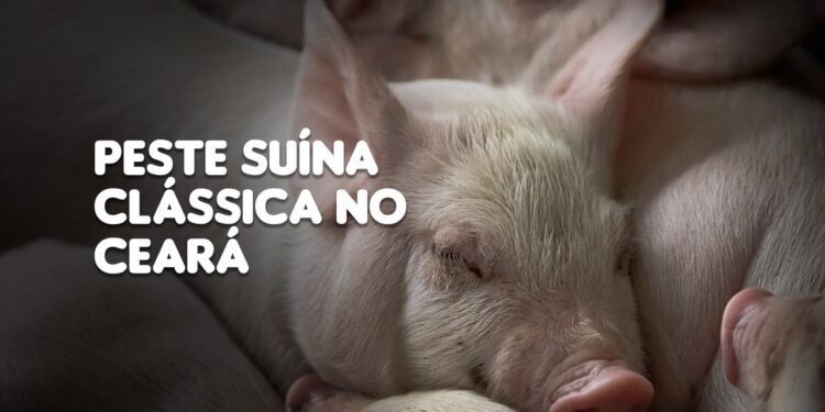 Ceará tem casos confirmados de peste suína clássica e animais serão sacrificados
