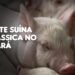 Ceará tem casos confirmados de peste suína clássica e animais serão sacrificados