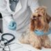 Entenda a importância da vacinação para os pets e como proceder