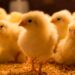 Custos de produção de frangos caem em junho 22; Suíno se mantém estável