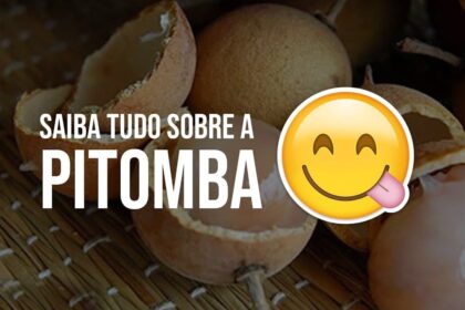 Pitomba 2.0: saiba tudo sobre esta excelente fonte de saúde