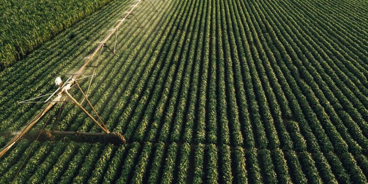 Clima favorece semeadura das culturas de 1ª safra e produção pode chegar a 289,8 milhões de ton