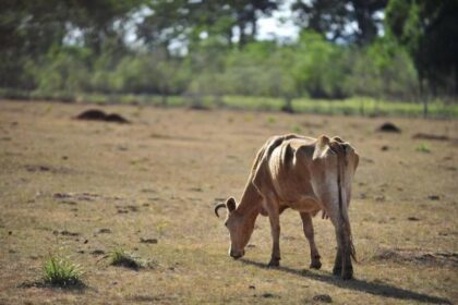 O que fazer quando tem pouco pasto?