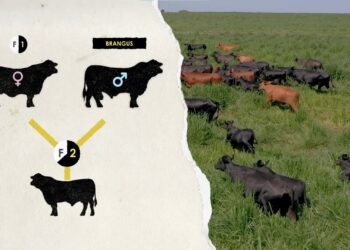 Pq Brangus? Websérie da ABB aborda produção de carne de qualidade e detalhes da raça