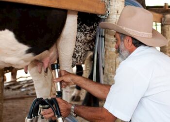 Preço do leite: Produtores saberão com antecedência valor a ser pago por laticínios