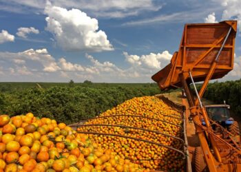 Preço da laranja sobe na indústria