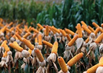 Frio intenso e seca resultam em queda de produtividade de 48% nas lavouras de milho 2ª safra no Paraná