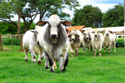 Procura por sêmen de Brahman cresce no Brasil e no exterior