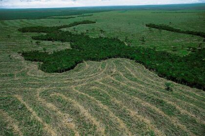 Saiba a diferença entre Compensação de Área de Reserva Legal e Reposição Florestal