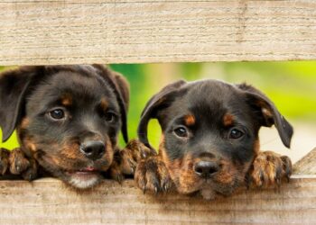 Florais para pet: traga mais qualidade de vida para os cães
