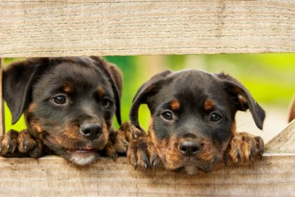 Rottweiler 1785760 1920 1