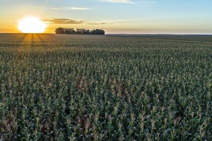 Área segurada no país alcança recorde de 13,7 milhões de hectares em 2020