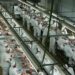 Santa Catarina retoma crescimento nas exportações de carne de frango em maio