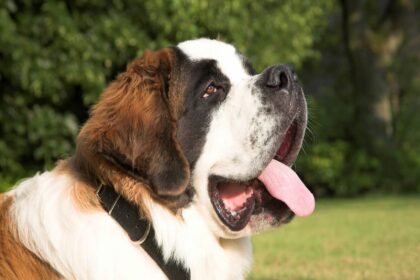 Conheça a raça de cachorro gigante: São Bernardo