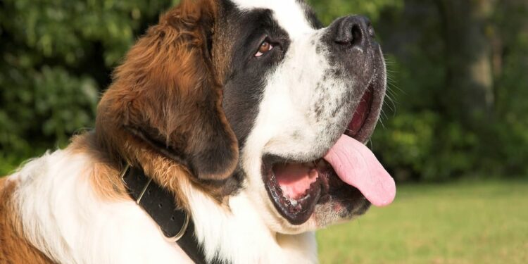 Conheça a raça de cachorro gigante: São Bernardo