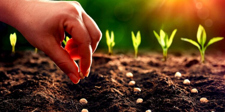 MS é o 1º estado do Brasil a produzir sementes com garantia de sustentabilidade