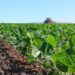 Paulada do USDA no mercado deixa a soja com potencial de US$ 14, a depender do clima nos EUA
