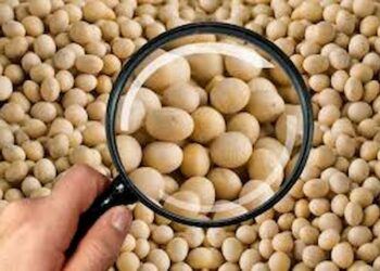 Soja: estoques de soja dos EUA em setembro deve recuar frente ano de 2020