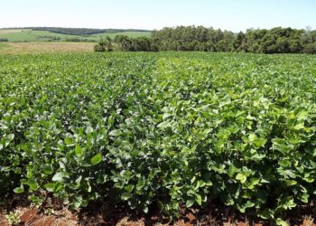 Colheita da safra 2020/21 de soja atinge 53% na Argentina