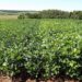 Soja: clima chuvoso atrasou a colheita