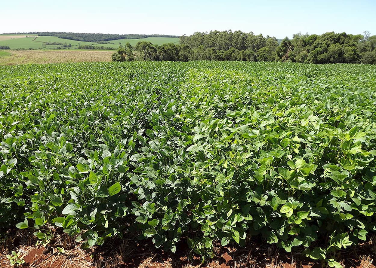Cooperativas agropecuárias gaúchas apostam na soja para recuperar perdas