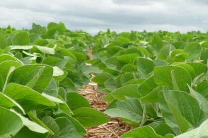 Liderado por carnes e soja, agro goiano exporta US$ 564,4 milhões no mês de agosto