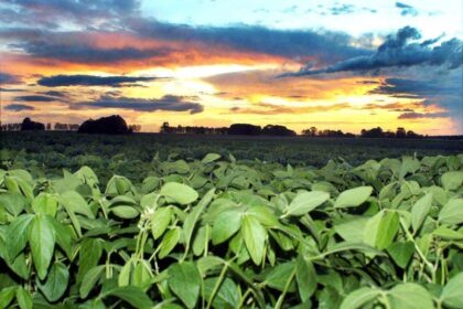 É a hora do produtor já começar a planejar o manejo de irrigação na soja