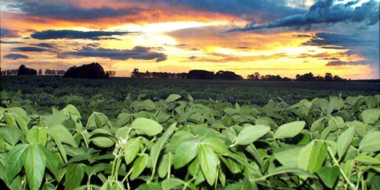 Teor de proteína de soja no Brasil cai e coloca vendas à China em risco