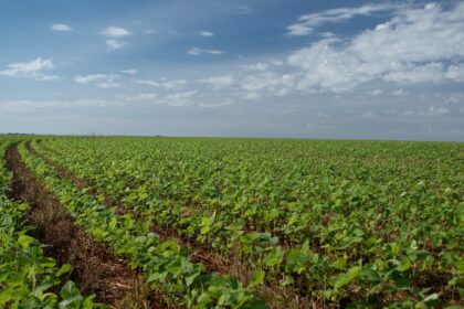 Soja: diferença entre preços limita comercialização interna