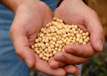 Agricultor paranaense ganha prêmio de produtividade de soja sem aplicar agroquímicos