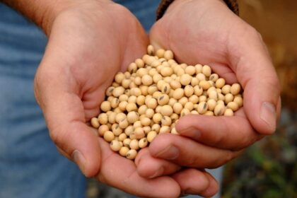 Nutrição vegetal: Soja bem nutrida pode render até uma saca extra por dia