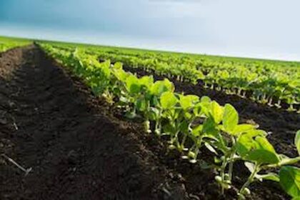 Agricultura pode ganhar com os blends nas rações que vieram para ficar