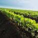 Plantio da safra 2020/21 de soja alcança 90% na semana, diz AgRural