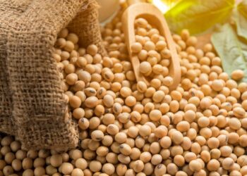 Exportações da soja atingiram o maior volume da série no acumulado entre janeiro e outubro, segundo Secex