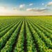 Plantio de soja tem início com 0,28% em Mato Grosso, diz IMEA