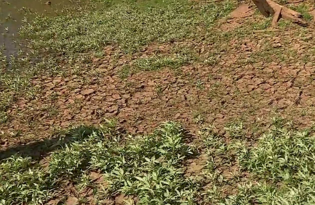 Climatempo: falta de chuva preocupa produtoras rurais no Rio Grande do Sul