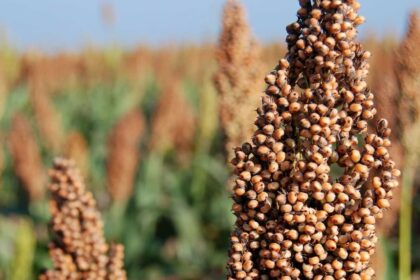 Técnica de processamento melhora a digestibilidade do sorgo e aumenta seu potencial antioxidante