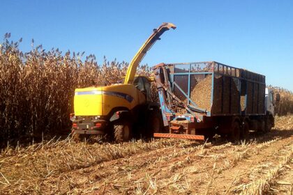 Sorgo biomassa BRS 716 da Embrapa garante altas produtividades na seca