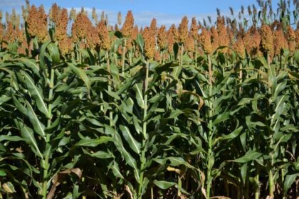 Sorgo Forrageiro Gigante 0 2