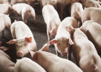 Custos de produção de suínos sobem, ICPFrango cai