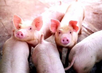 Produção de suínos cresce no Brasil, impulsionada pelas exportações