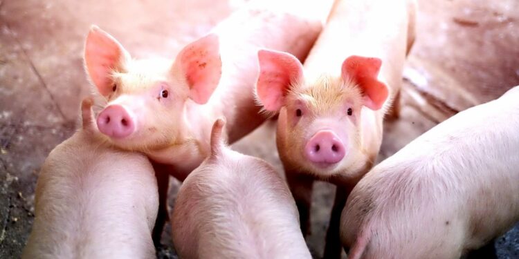 Custos de produção de suínos já subiram mais de 50% neste ano