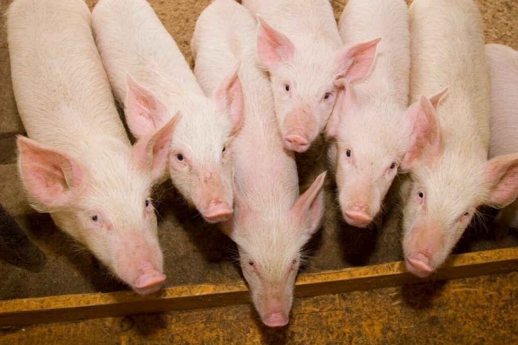 Entender o comportamento animal contribui para redução de antibióticos na suinocultura