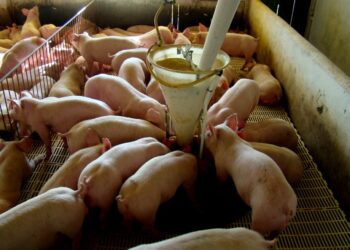 Preços do suíno vivo e da carne seguem oscilando