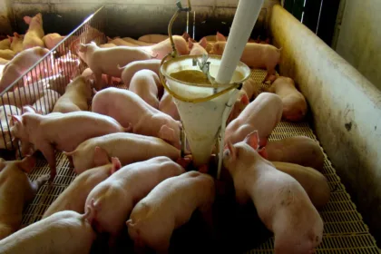 Suíno: Exportações de carne suína bateram recorde, confira!