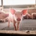 Exportações de carne suína podem dobrar em novembro